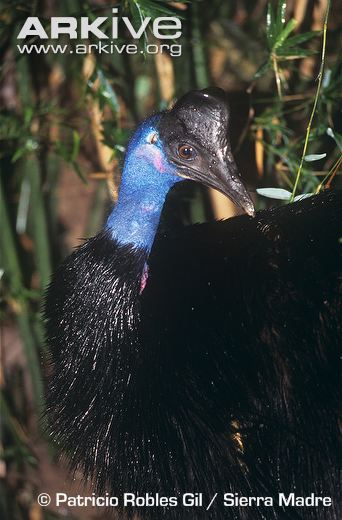 Illustration for article titled Flightless Friday - Casuarius bennetti Edition